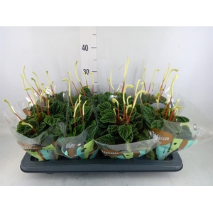 Peperomia caperata 'Lilian'