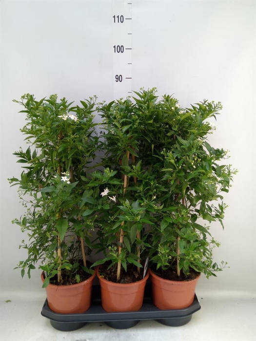 <h4>Solanum jasminoides</h4>
