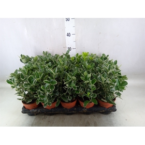 Euonymus fortunei 'Silver Queen'