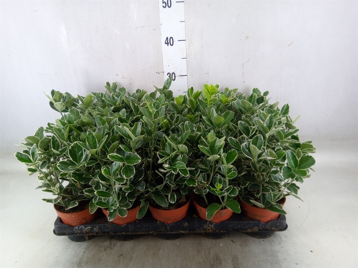 <h4>Euonymus fortunei 'Silver Queen'</h4>