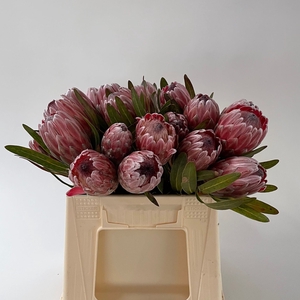 PROTEA PINK ICE