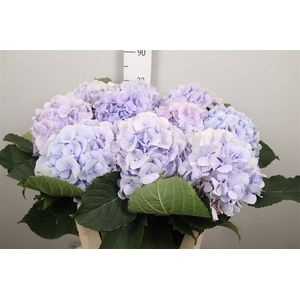 Hydr M Verena Bl Pastel