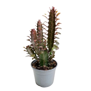 EUPHORBIA TRIGONA P9 ROOD