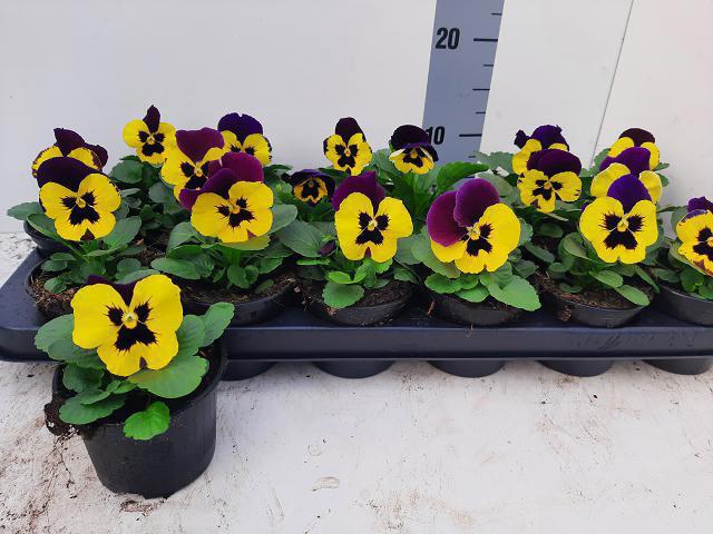 <h4>VIO DEL YELL+PURPL W</h4>