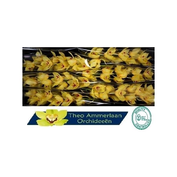 <h4>Arcadiun 80</h4>