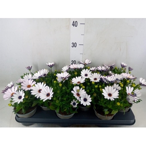 Osteospermum  'Margarita Cream'