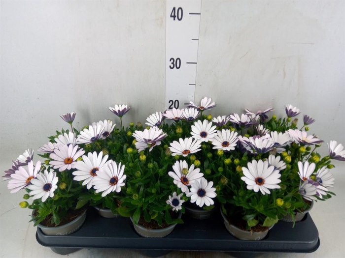 <h4>Osteospermum  'Margarita Cream'</h4>