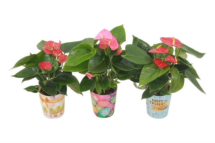 <h4>Anthurium Flamingomix 9cm in paascover</h4>
