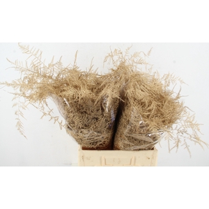 Asp IT Ex Veren Antiek Gold