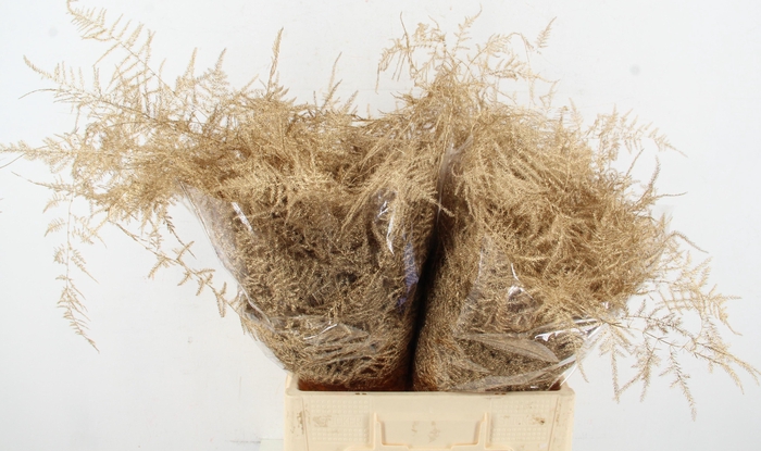 <h4>Asp IT Ex Veren Antiek Gold</h4>