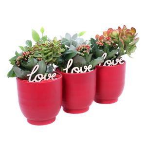 Opgemaakte valentijn groove met succulent 10,5 cm, kalanchoe en hedera