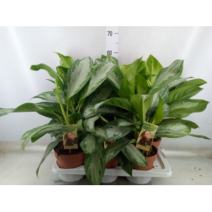 Aglaonema  'Silver Bay'
