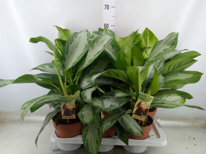 <h4>Aglaonema  'Silver Bay'</h4>