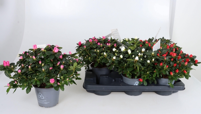 <h4>RHODO SI GEM</h4>