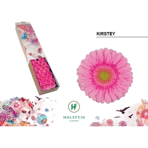 Germini Kirstey Doos