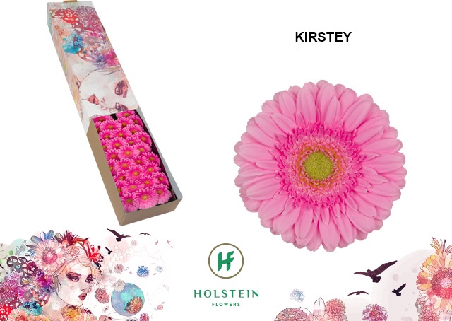 <h4>GE MI KIRSTEY Doos x60</h4>