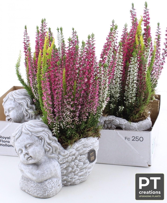 <h4>ARR TUINPLANTEN</h4>