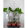 Alocasia zebrina