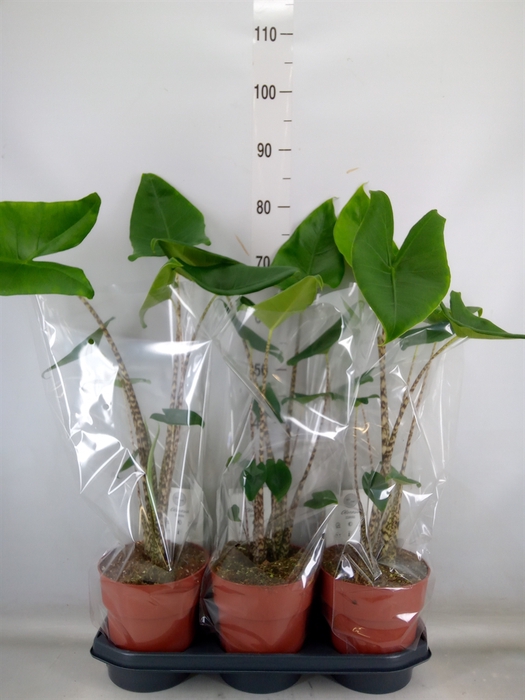 Alocasia zebrina