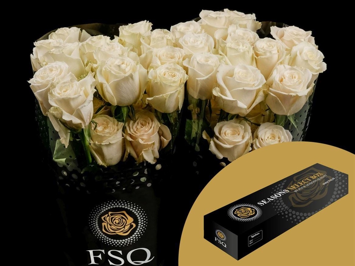 <h4>R GR Playa Blanca Box</h4>