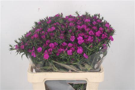 <h4>Di Barb Neon Purple</h4>