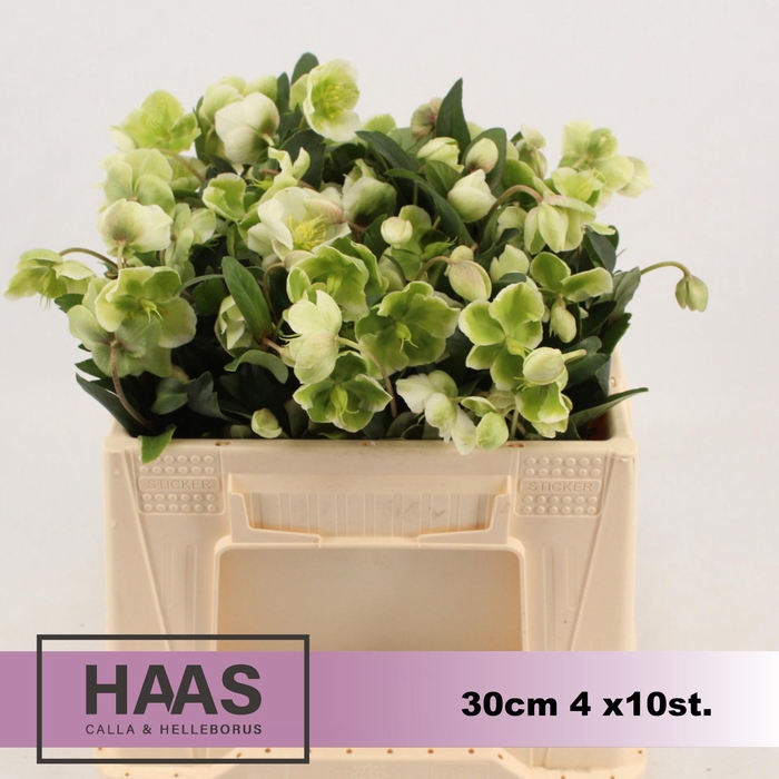 <h4>HELLEB MAGNIF BELLS 4 x 10 st</h4>