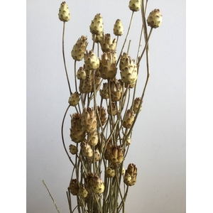 DRIED FLOWERS - ARTISJOK MINI NATURAL