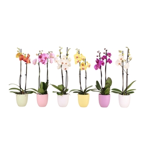 Hugo Pastel Mix Phal Mix 2T14+