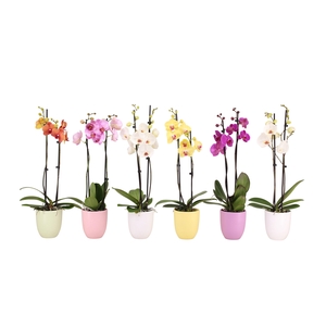 Hugo Pastel Mix Phal Mix 2T14+