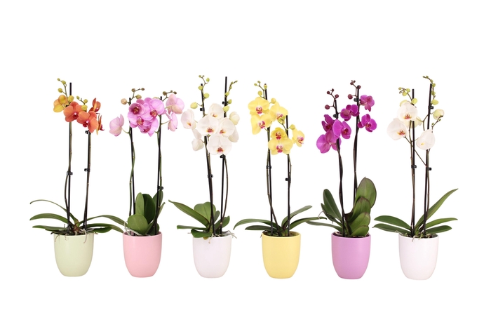 <h4>Hugo Pastel Mix Phal Mix 2T14+</h4>