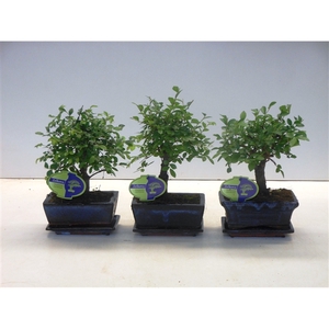 Zelkova parvifolia, 15cm., broom, with driptray