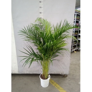 Dypsis lutescens   ...Chrysalidoca