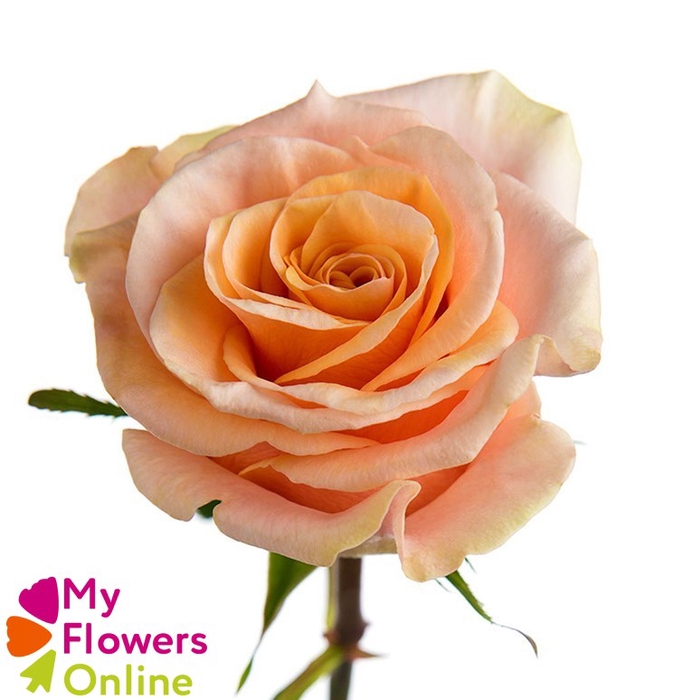 <h4>R Gr Phoenix Peach 50cm EC</h4>