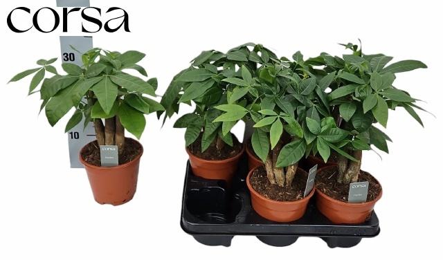 <h4>PACHIRA AQUATICA</h4>