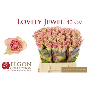 Rosa grootbloemig De Ruiter's Lovely Jewel
