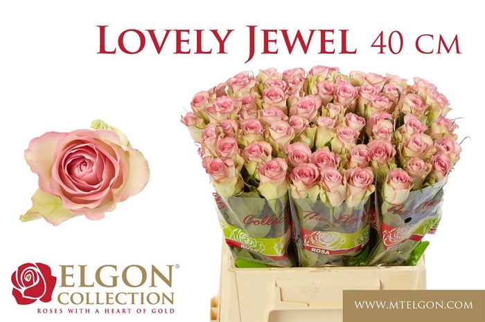 <h4>Rosa grootbloemig De Ruiter's Lovely Jewel</h4>