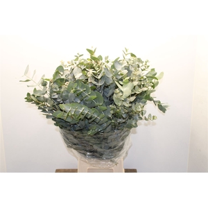 Euc Cinerea 300gr (zaf)