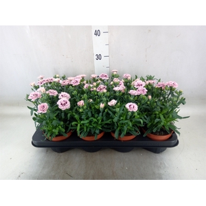 Dianthus  'Oscar Purple Star'