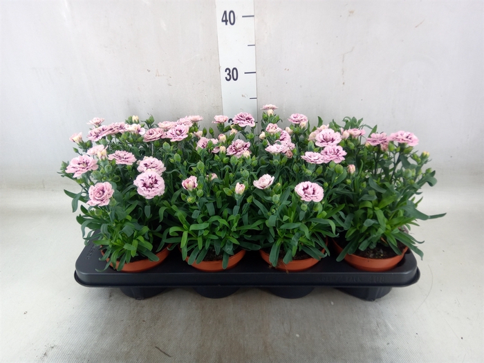 <h4>Dianthus  'Oscar Purple Star'</h4>