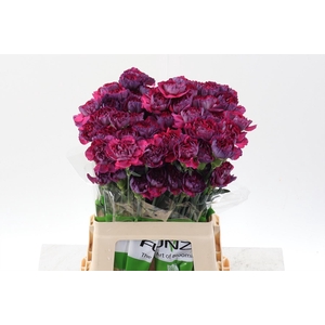 Di St Tatis 60cm