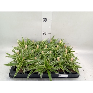 Chlorophytum com. 'Ocean'