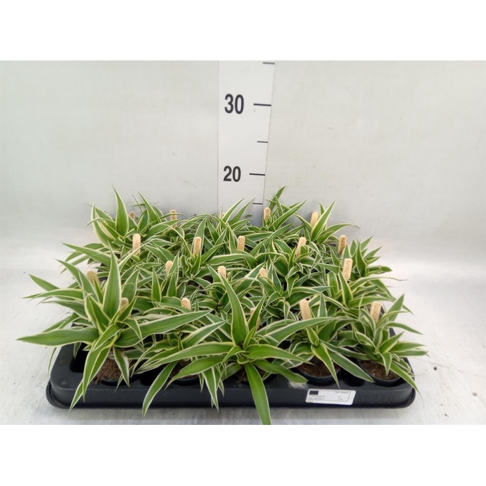 <h4>Chlorophytum com. 'Ocean'</h4>