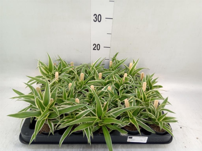 Chlorophytum com. 'Ocean'