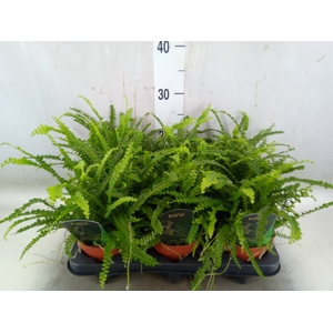 Nephrolepis cord. 'Duffii'