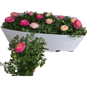 RANUN SPRINK VIO BIC