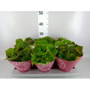 Begonia BD rex 'Lime Fever'