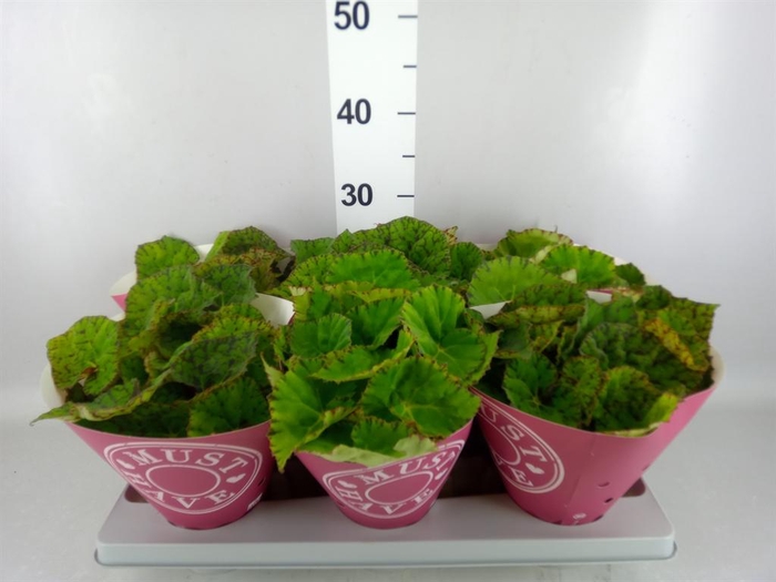<h4>Begonia BD rex 'Lime Fever'</h4>