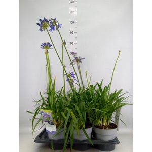 Agapanthus  'Everpanthus Sapphire'
