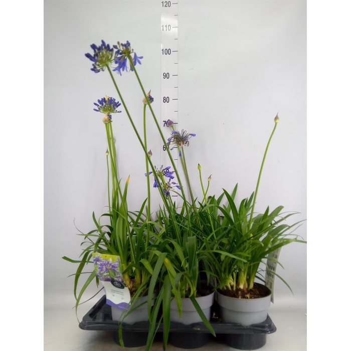<h4>Agapanthus  'Everpanthus Sapphire'</h4>