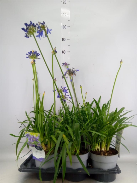Agapanthus  'Everpanthus Sapphire'